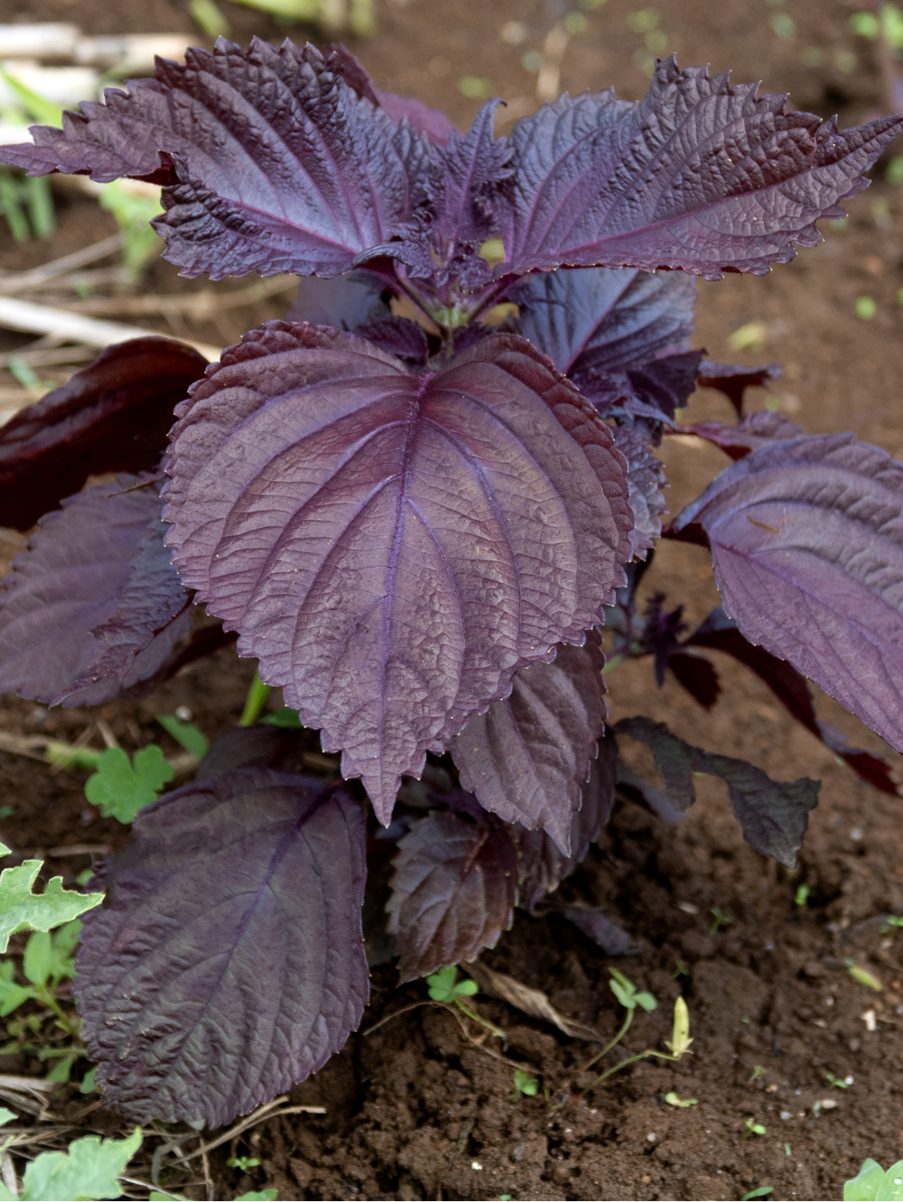 shiso-boisson