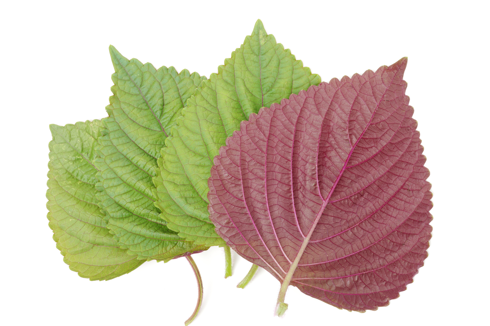 shiso-collagene
