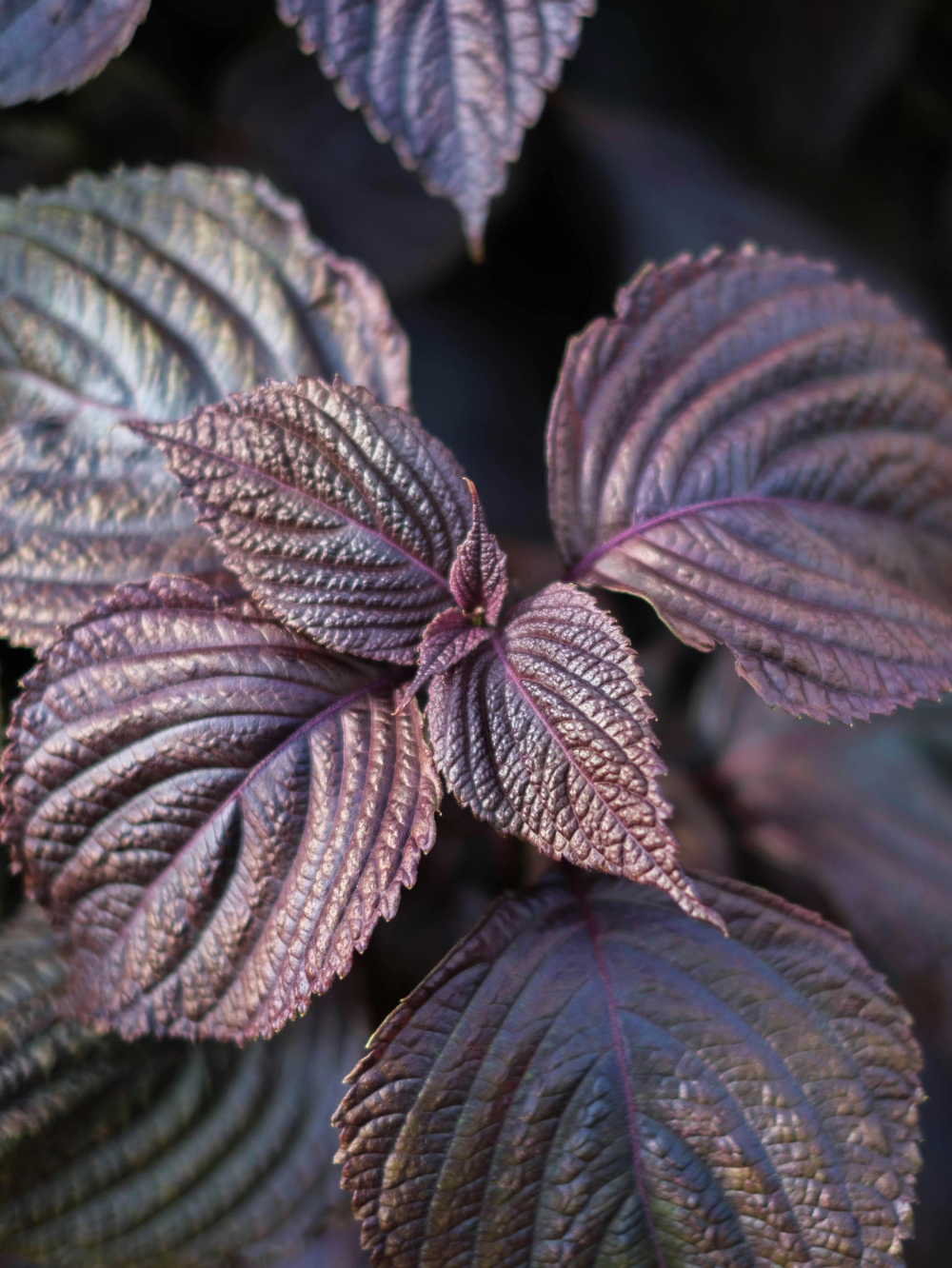 shiso