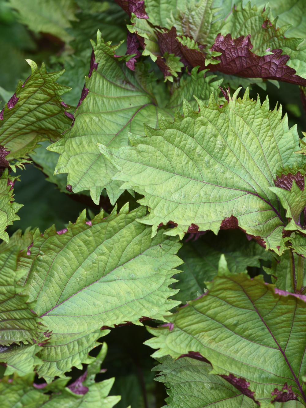 shiso-edonik